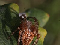 Araneus diadematus 18, Kruisspin, Saxifraga-Rutger Barendse