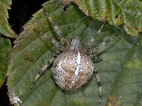 Araneus diadematus 01 #04511 : Araneus diadematus, European garden spider or diadem spider, Kruisspin, female