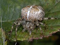 Araneus diadematus 01 #04513 : Araneus diadematus, European garden spider or diadem spider, Kruisspin, female
