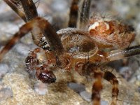 Araneus diadematus 02 #05240 : Araneus diadematus, European garden spider or diadem spider, Kruisspin, male