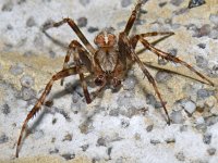 Araneus diadematus 02 #05247 : Araneus diadematus, European garden spider or diadem spider, Kruisspin, male
