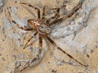 Araneus diadematus 02 #05255 : Araneus diadematus, European garden spider or diadem spider, Kruisspin, male