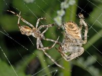 Araneus diadematus 01 #03685 : Araneus diadematus, European garden spider or diadem spider, Kruisspin, Left: male, right: female, courtship