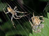 Araneus diadematus 01 #03687 : Araneus diadematus, European garden spider or diadem spider, Kruisspin, Left: male, right: female, courtship