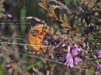 Araneus quadratus #01.3 : Araneus quadratus, four spot orb weaver, viervlekwielwebspin