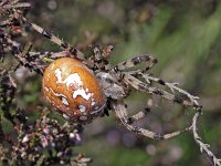 Araneus quadratus #01.4 : Araneus quadratus, four spot orb weaver, viervlekwielwebspin