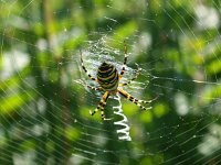 Argiope bruennichi 19, Wespspin, Saxifraga-Rudmer Zwerver