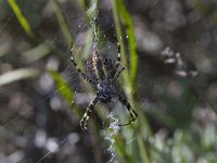 Argiope bruennichi 26, Wespspin, Saxifraga-Jan Nijendijk