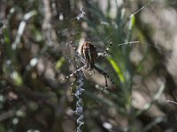 Argiope bruennichi 27, Wespspin, Saxifraga-Jan Nijendijk