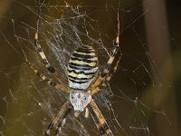 Argiope bruennichi 3, Wespspin, Saxifraga-Kees Marijnissen