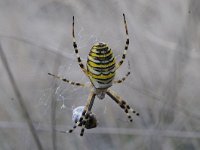 Argiope bruennichi 41, Wespspin, Saxifraga-Luuk Vermeer