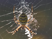 wespenspin  wespenspin in web : Agiope bruennichi