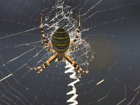 wespenspin  wespenspin in web : Agiope bruennichi