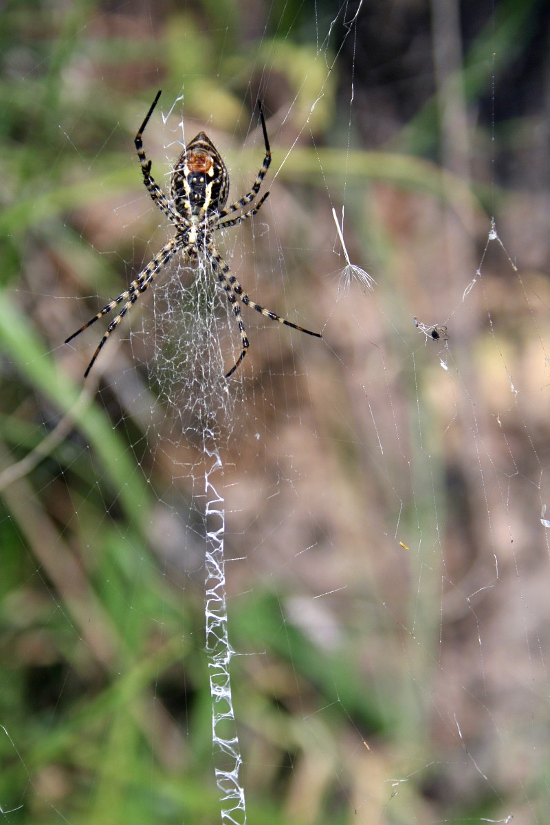 Argyope Trifasciata Banded Garden Spider