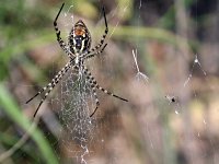 Argyope trifasciata, Banded Garden Spider