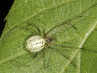 Enoplognatha ovata #44877 : Enoplognatha ovata, Candy stripe Spider, Gewone tandkaak