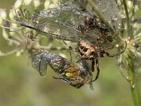 Larinioides cornutus 10, Rietkruisspin, Saxifraga-Willem van Kruijsbergen
