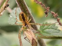 Spin-Wants 01 N4172 : Metellina segmentata, Herfstspin