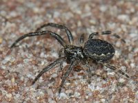 Nuctenea umbratica #05214 : Nuctenea umbratica, Platte wielwebspin