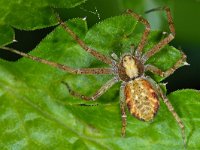 Philodromus sp 2, Saxifraga-Ab H Baas