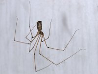 Pholcus phalangioides 01 #11782 : Pholcus phalangioides, Daddy-long-legs spider or cellar spider, Grote trilspin
