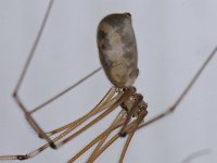 Pholcus phalangioides 01 #11784 : Pholcus phalangioides, Daddy-long-legs spider or cellar spider, Grote trilspin