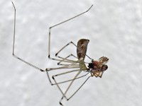 Pholcus phalangioides #11775 : Pholcus phalangioides, Daddy-long-legs spider or cellar spider, Grote trilspin, with prey