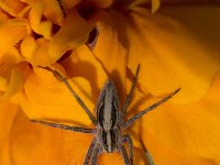 Kraamwebspin  Nursery web spider (Pisaura mirabilis?) on flower of Marigold (Tagetes sp.) : animal, creepy, fauna, marigold, natural, nature, Nursery web spider, orange, Pisaura mirabilis?, spider
