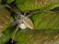 Pisaura mirabilis 02 #13480 : Pisaura mirabilis, Kraamwebspin met eierzak, Nursery Web Spider