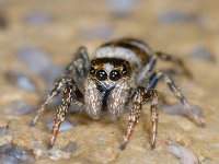 Salticus scenicus 01 #00649 : Salticus scenicus, Huiszebraspin