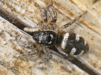 Salticus scenicus 03 #09890 : Salticus scenicus, Huiszebraspin, Zebra Jumping Spider