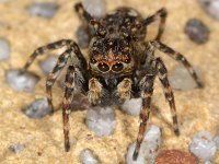Sitticus pubescens 3, Harige springspin, Saxifraga-Ab H Baas