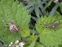 Araneus diadematus N1089-1 : Araneus diadematus, European garden spider or diadem spider, Kruisspin, links vrouwtje, rechts mannetje