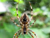 Araneus diadematus 22, Kruisspin, Saxifraga-Bart Vastenhouw