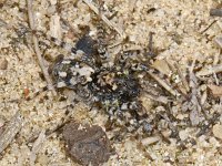 Arctosa perita 01 #04817 : Arctosa perita, Gewone zandwolfspin