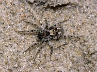 Arctosa perita 3, Gewone zandwolfspin, Foto Fitis-Sytske Dijksen