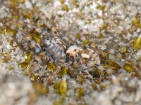 Arctosa perita 02 #06259 : Arctosa perita, Gewone zandwolfspin