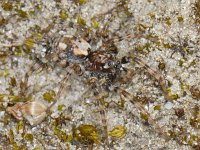 Arctosa perita 02 #06264 : Arctosa perita, Gewone zandwolfspin