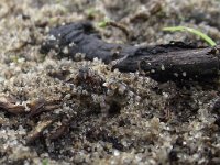 Arctosa perita 6, Gewone zandwolfspin, Saxifraga-Frank Dorsman  Arctosa perita, Gewone zandwolfspinAW duinen 260811