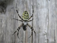 Argiope bruennichi 18, Wespspin, Saxifraga-Rob Felix : Animalia, Arachnida, Araneae, Arthropoda, Project Natuurbalans, animal, arachnid, arthropod, dier, dieren, geleedpotige, geleedpotigen, spider, spin, spinachtigen, spinnen