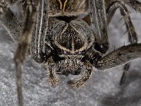 Larinioides sericatus #04481 : Larinioides sericatus, Brugspin, female