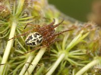 Larinioides cornutus, Furrow Orb Weaver