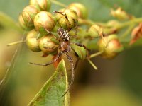Larinioides cornutus #02 : Larinioides cornutus, Furrow orbweaver, Rietkruisspin