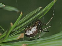 Neriene peltata 01 #44290 : Neriene peltata, Struikhangspin