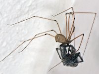 Pholcus phalangioides #44838 : Pholcus phalangioides, Daddy-long-legs spider, Grote trilspin (exoot), with prey