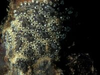 Botryllus schlosseri 4, Gesterde geliekorst, Saxifraga-Eric Gibcus