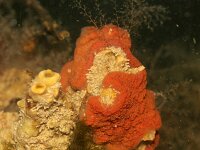 Botryllus sp