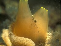 Ciona intestinalis 31, Doorschijnende zakpijp, Saxifraga-Eric Gibcus