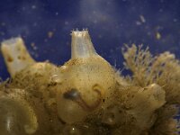 Molgula manhattensis