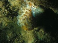 Botrylloides leachii 3, Tweekleurige slingerzakpijp, Saxifraga-Eric Gibcus